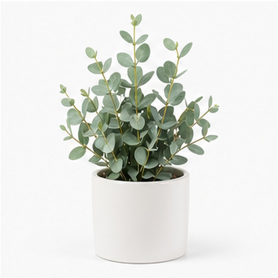 mini-potted-succulent-set